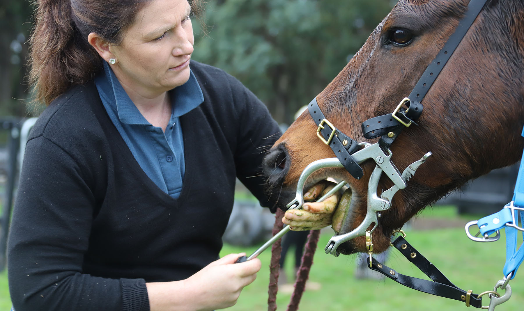 Home Equine Dental Association Australia Oldest Horse Dentist