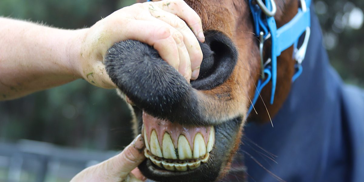 horse-teeth-2