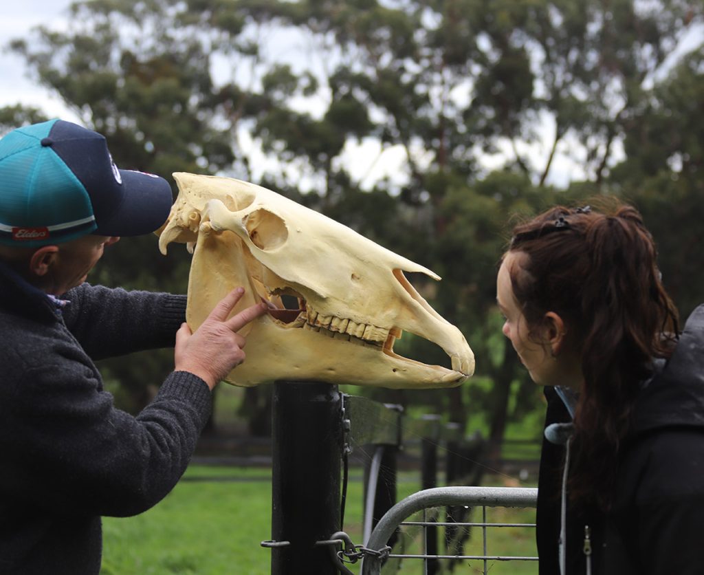 Membership Benefits Equine Dental Association Australia Oldest