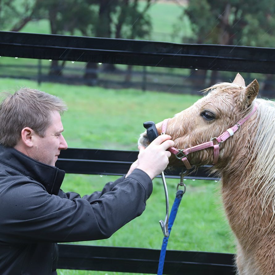 Equine dental health equine dental association australia oldest